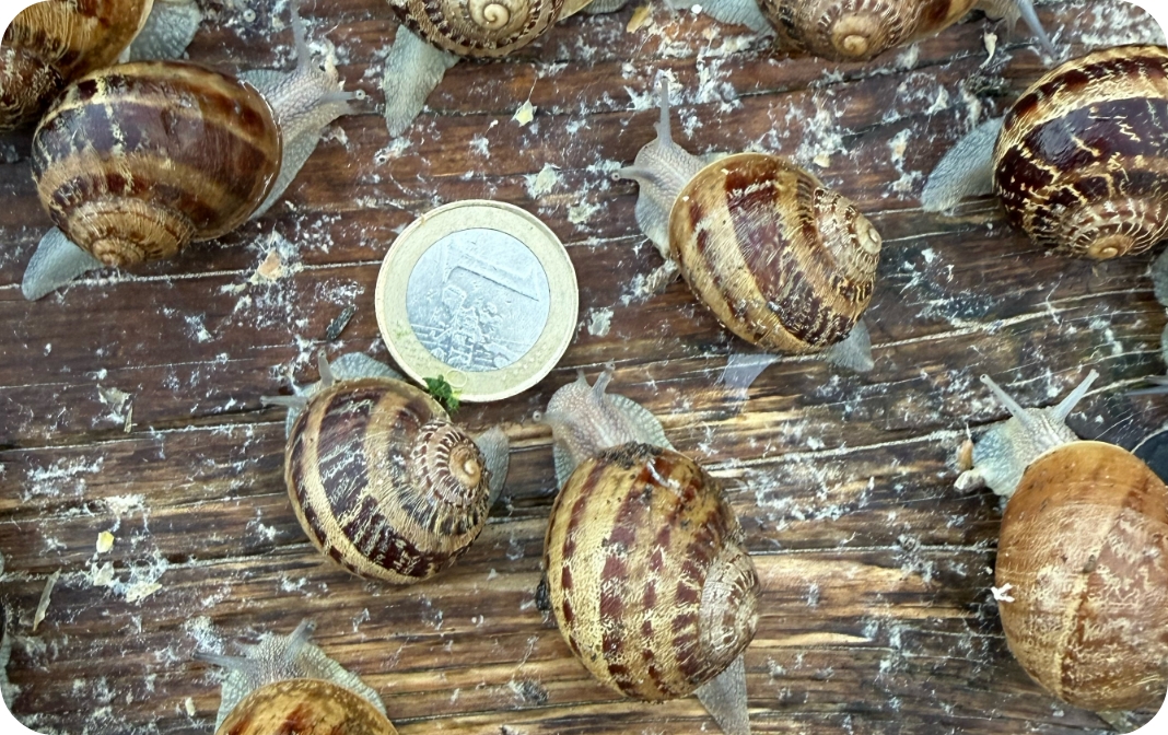 Galeria Agro Snails