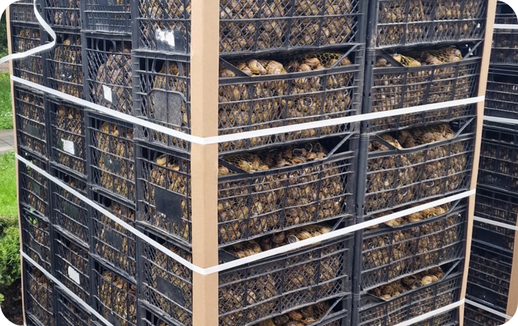 Galeria Agro Snails