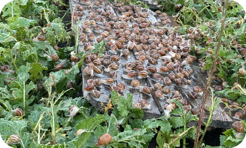 Hodowla Agro Snails