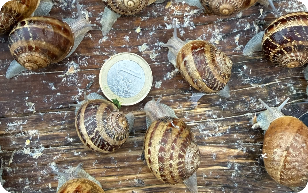 Galeria Agro Snails