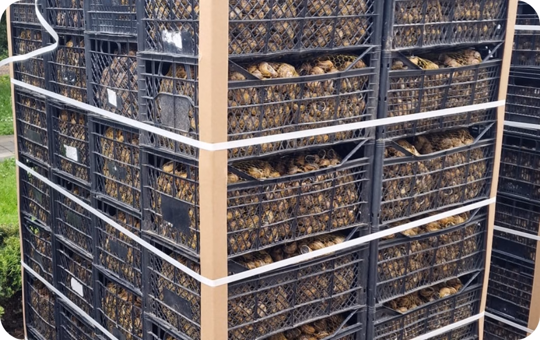 Galeria Agro Snails