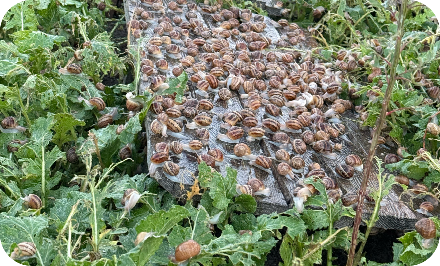 Hodowla Agro Snails